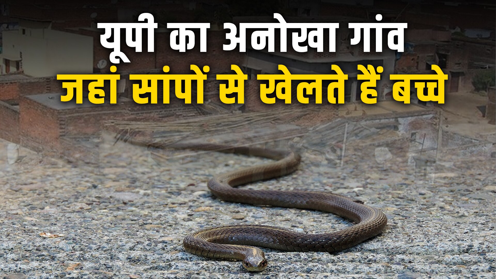 Best snake catcher jaunpur snakes in this village live like tame