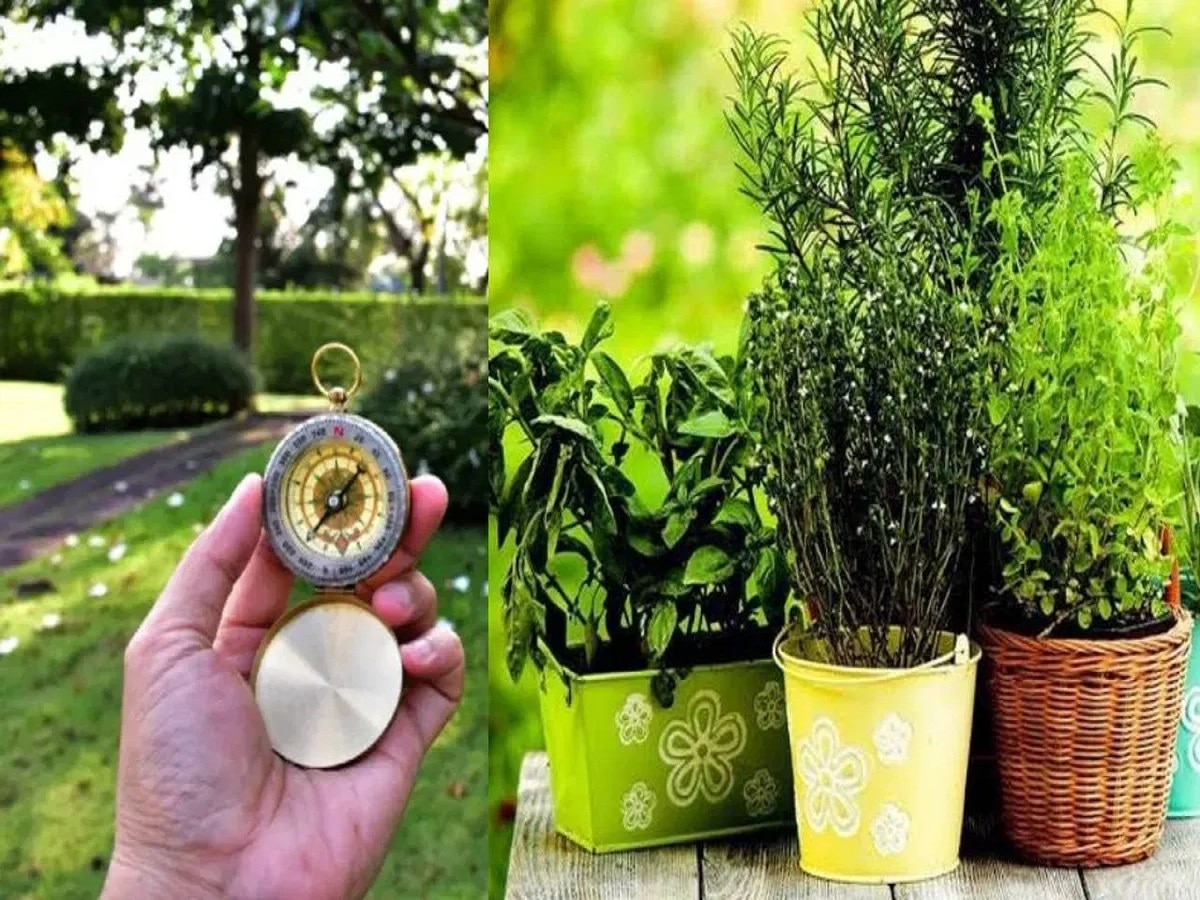 vastu tips for plants know right direction according to vastu shastra dont keep Plants in these