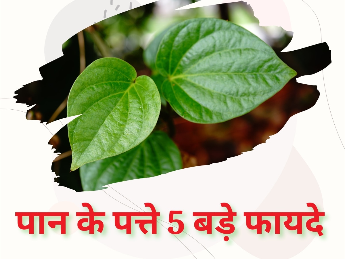 Betel Leaves: कब्ज से लेकर तनाव तक, पान के पत्तों के ये 5 फायदे शायद ही जानते होंगे आप