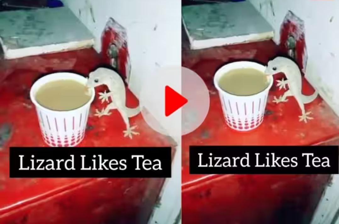 Watch: This lizard turned out to be a bigger tea lover than humans