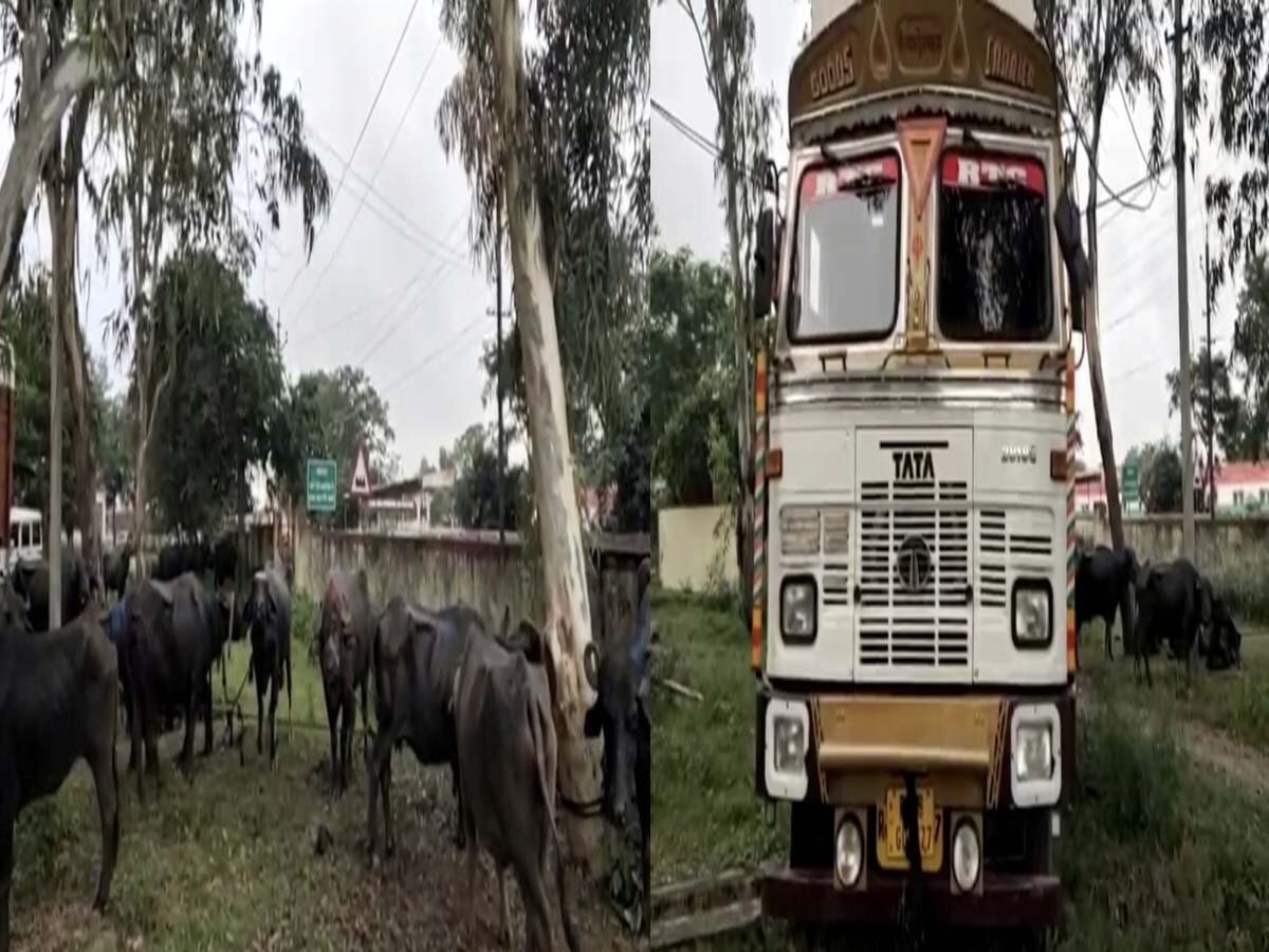 आरोपियों की कैद से मुक्त कराई गईं भैंसे, और ट्रक बरामद.