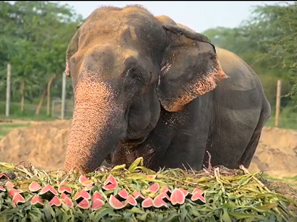 Elephant Photo