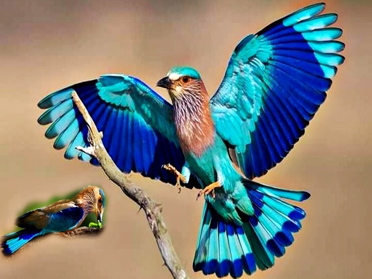 sawan 2023 significance of seeing neelkanth bird what happens if you see |  Neelkanth bird: सावन में दिख जाए नीलकंठ तो क्या होगा? जानें इसके शुभ-अशुभ  फल के बारे में | Hindi