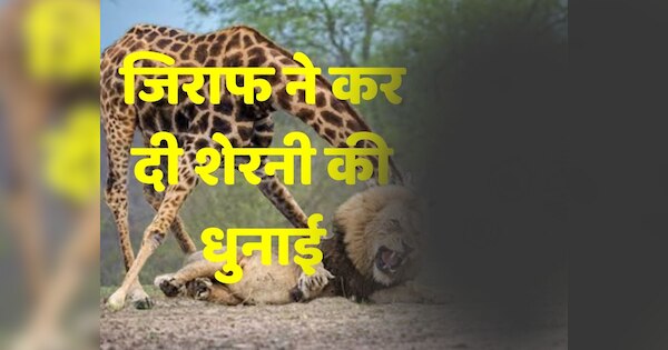 Viral Video Giraffe Overpowered Lioness Thrashed Her Fiercely Viral Video शेरनी पर भारी पड़ा 1614