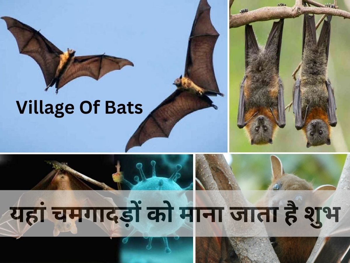 Bats Village: बिहार के इस गांव में चमगादड़ों को मानते हैं शुभ, जानिए चमगादड़ों के अनोखे गांव से जुड़ी दिलचस्प बातें