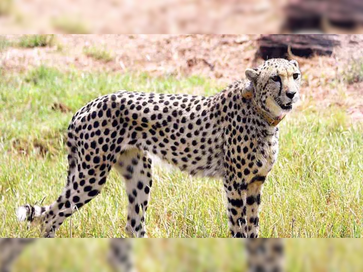 Kuno Cheetah: 22 दिन बाद चीता निरवा मिली, तलाश में लगे थे 100 से भी ज्यादा कर्मचारी