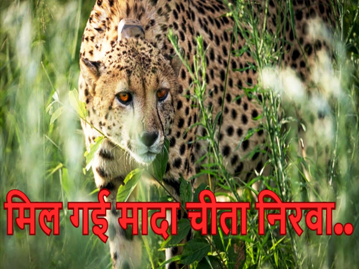 Kuno Cheetah: 22 दिन बाद मिली लापता चीता निरवा, 100 से ज्यादा कर्मचारी लगे थे तलाश में