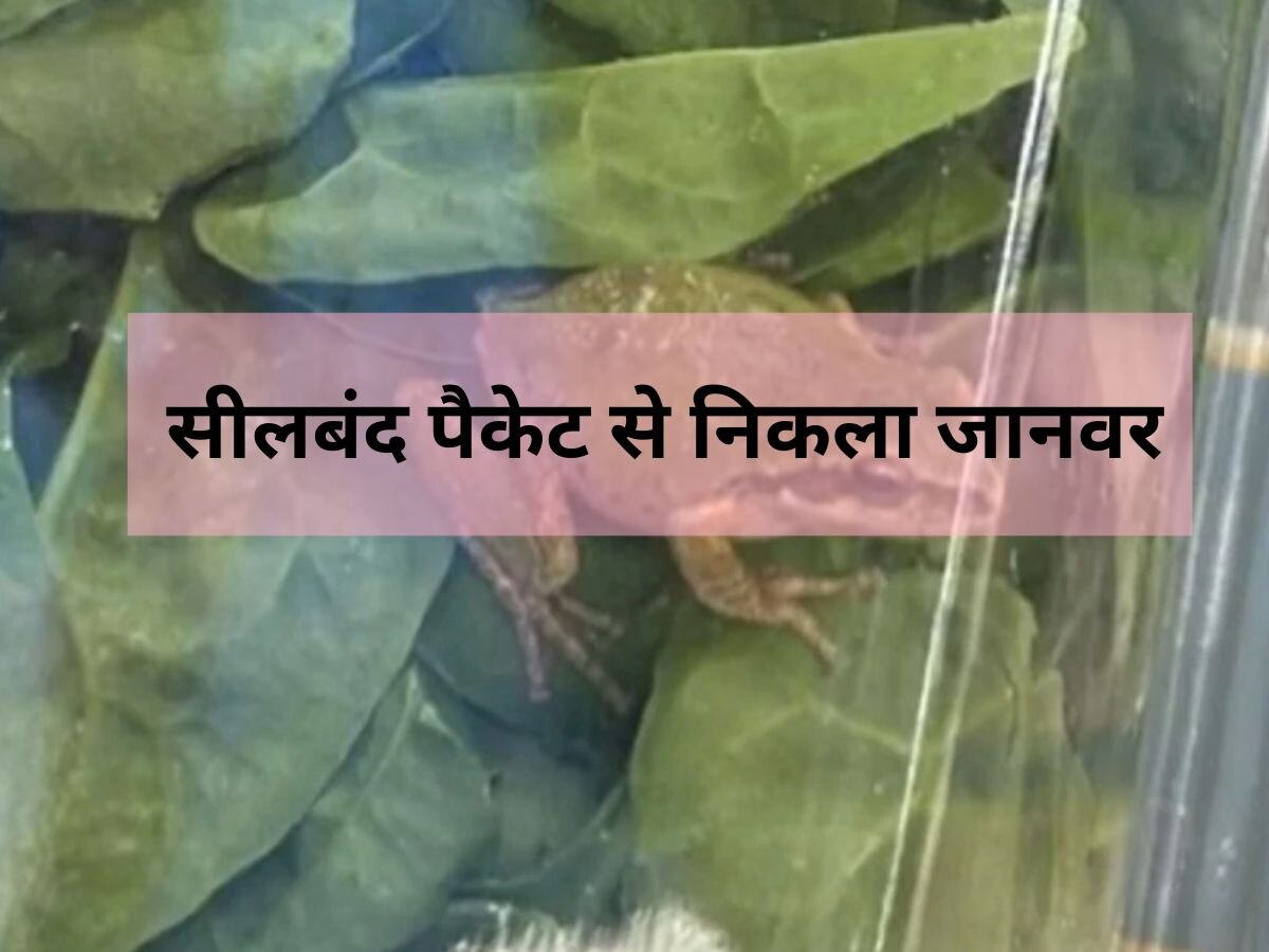 Organic Packet: सीलबंद पालक के पैकेट में बैठा था ये जीव, किचन में खोलते ही महिला की चीख निकल गई