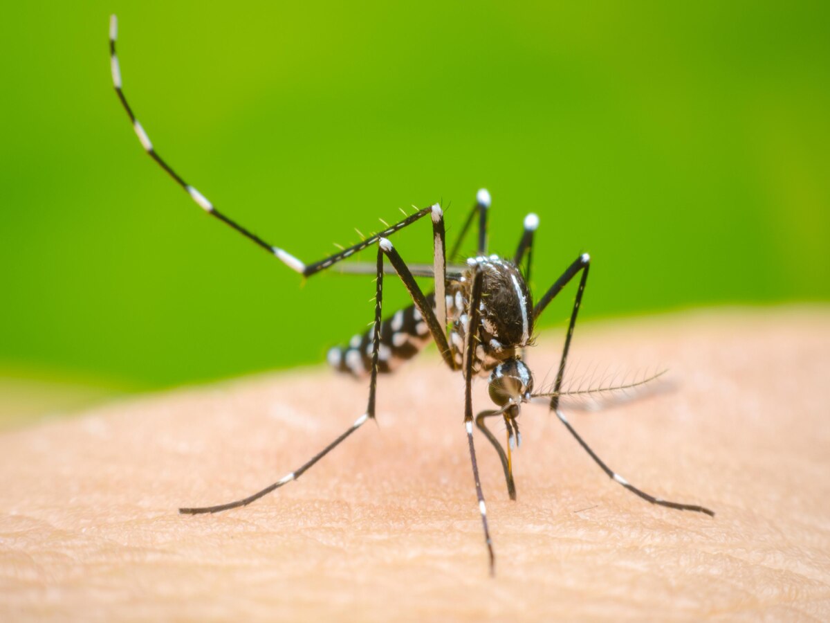 Delhi News: इस नंबर पर कॉल कर डेंगू का करें रोकथाम, MCD11 App का भी कर सकते हैं इस्तेमाल