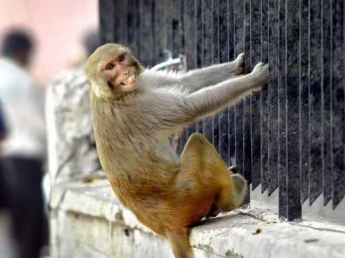 Monkey (File Photo)