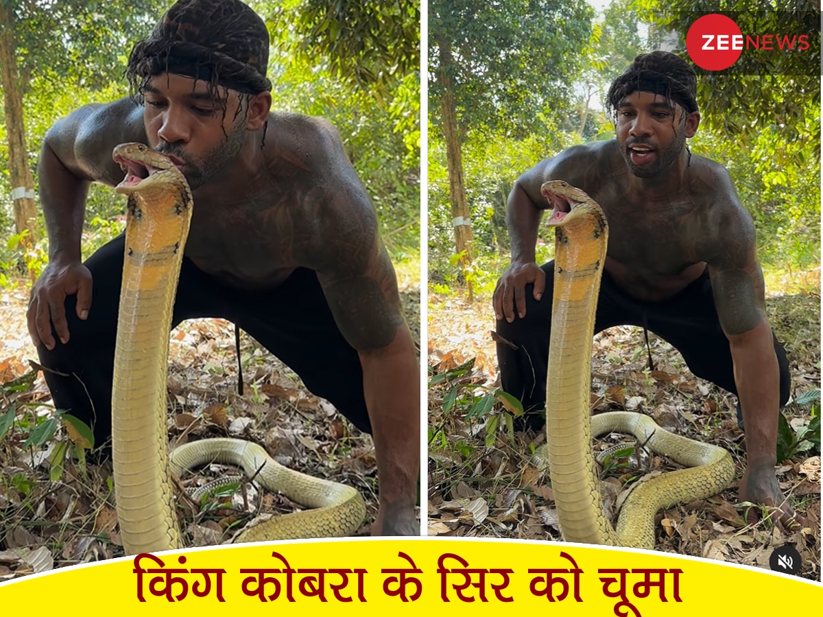 गुस्से में फुफकार मार रहे King Cobra के सिर पर शख्स ने यूं किया KISS, खड़े हो जाएंगे रोंगटे