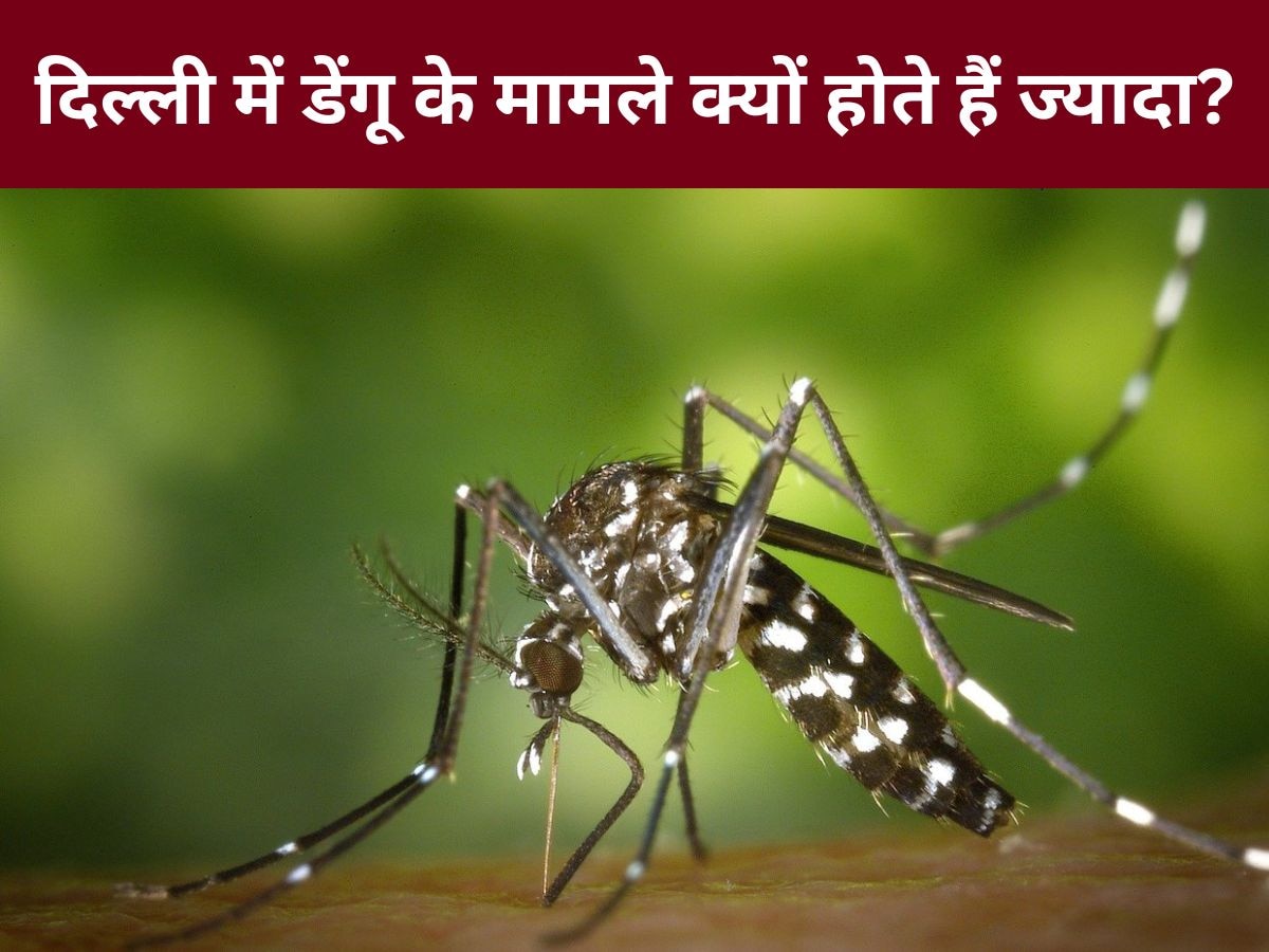 Dengue Cases in Delhi: दिल्ली में हर साल सबसे ज्यादा डेंगू के केस क्यों आते हैं? जानिए कहां रह जाती है कमी