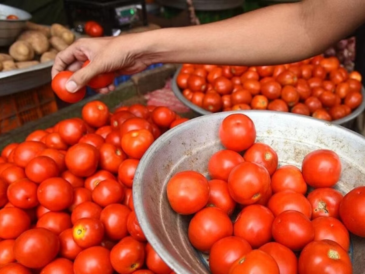 Tomato Price: 15 अगस्त से टमाटर की कीमत होगी कम, यहां मिलेंगे 50 रुपये प्रति किलोग्राम