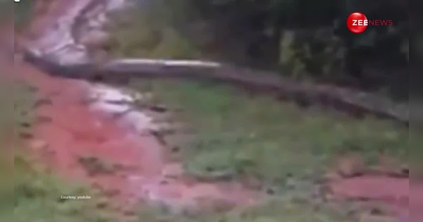 india s largest anaconda found in the forest of tamil nadu snake savers ...