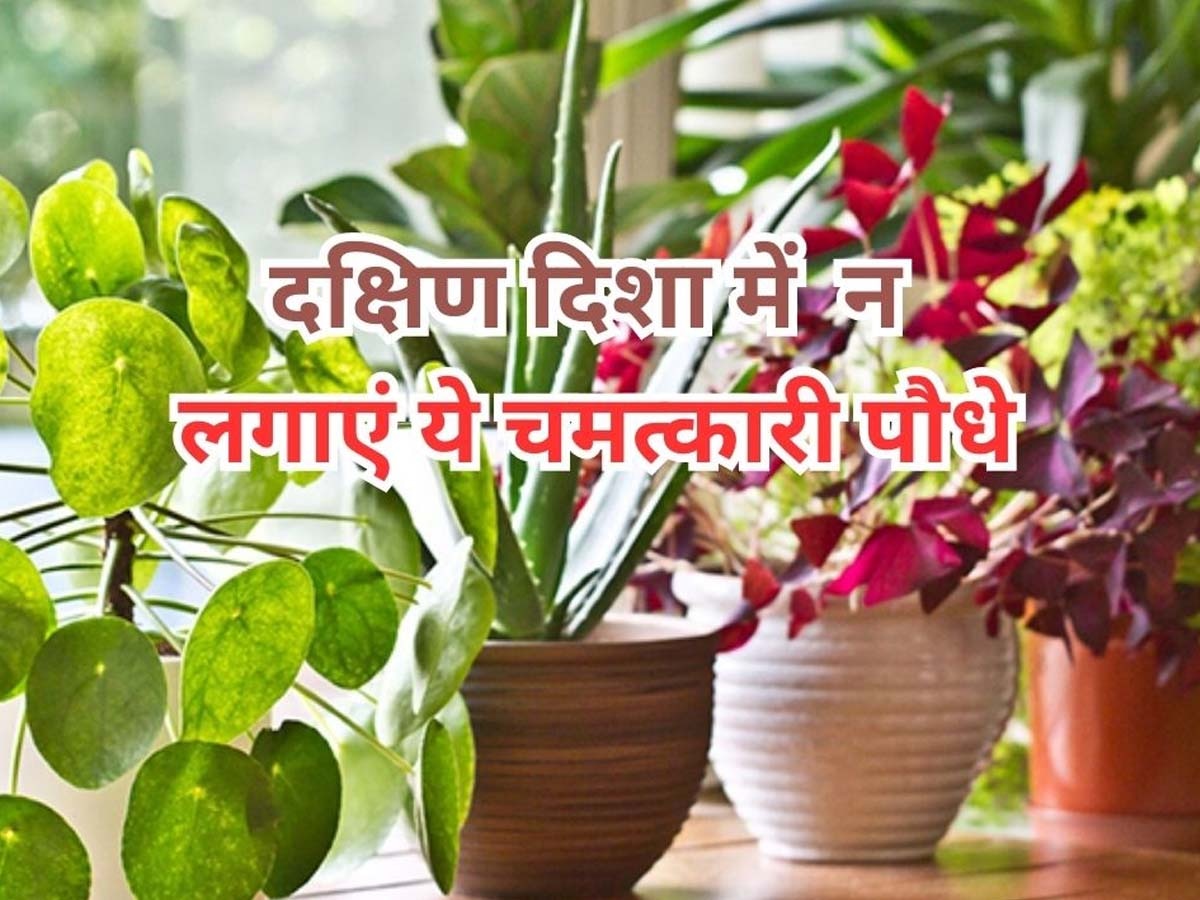 Vastu Tips for Plants: गलती से भी दक्षिण दिशा में न लगाएं तुलसी समेत ये 5 पौधे, अर्थ का हो जाएगा अनर्थ; घेर लेगी कंगाली