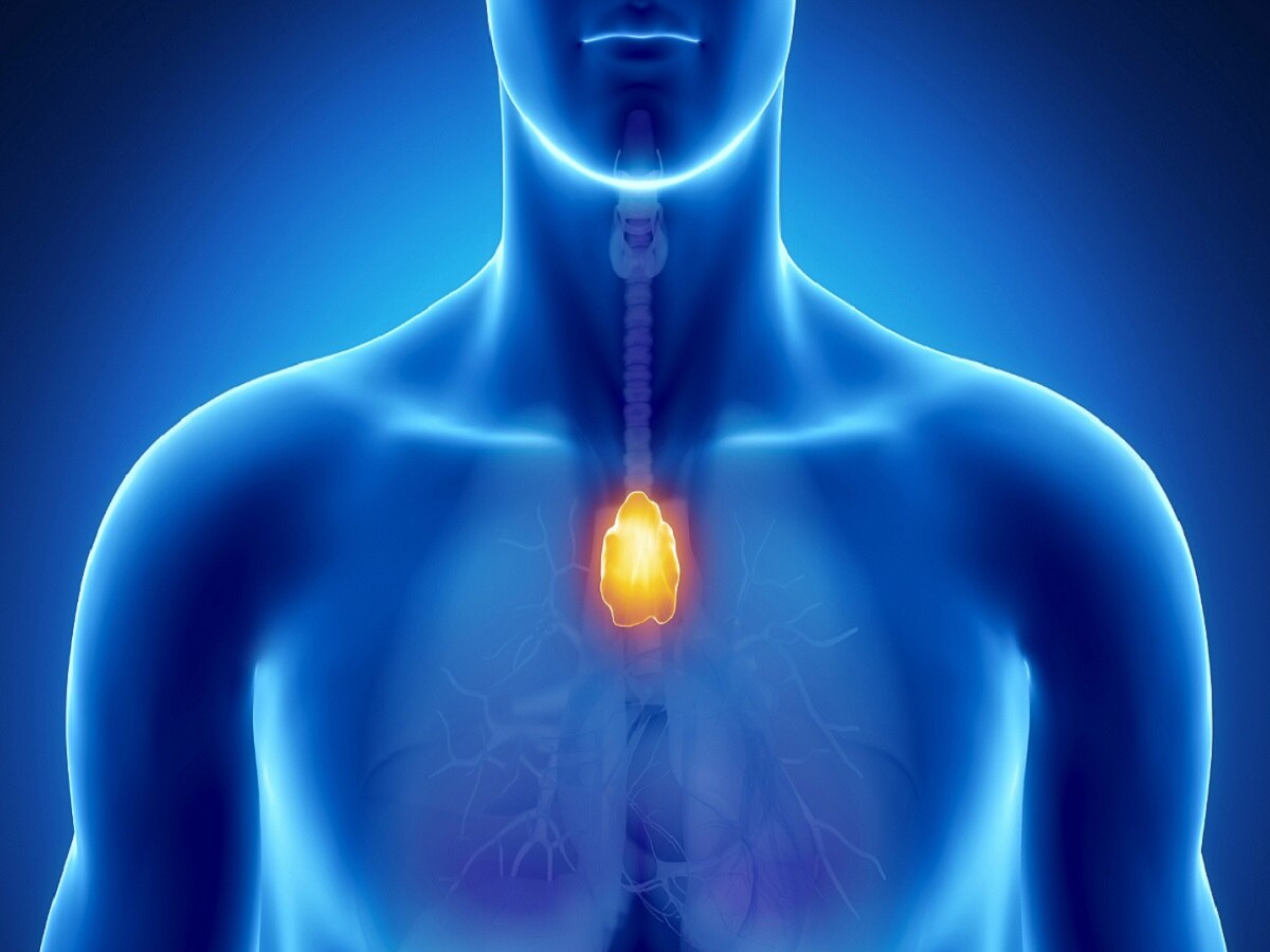 Thymus may have the ability to fight cancer, surgery was said to be