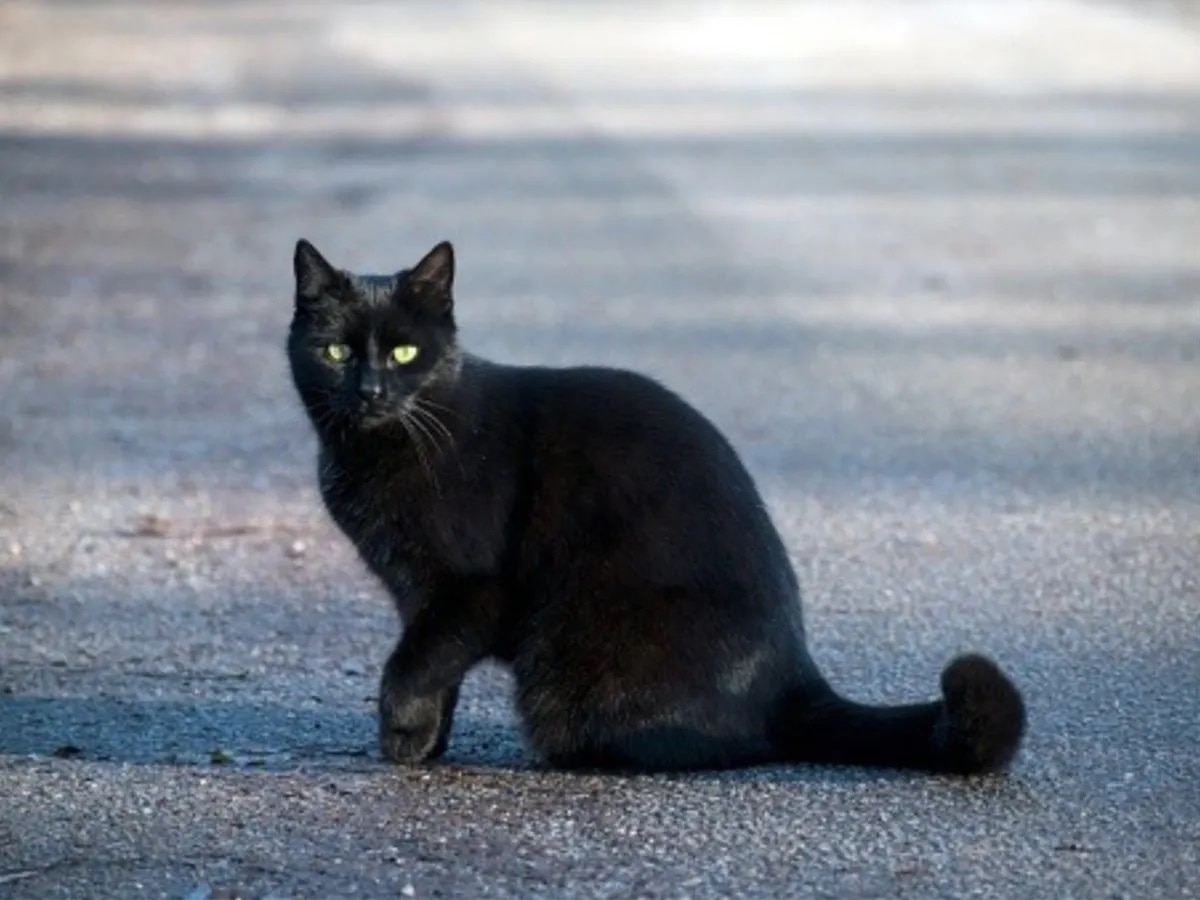 Black Cat Superstitions shakun apshakun shastra bad luck if cat crosses ...