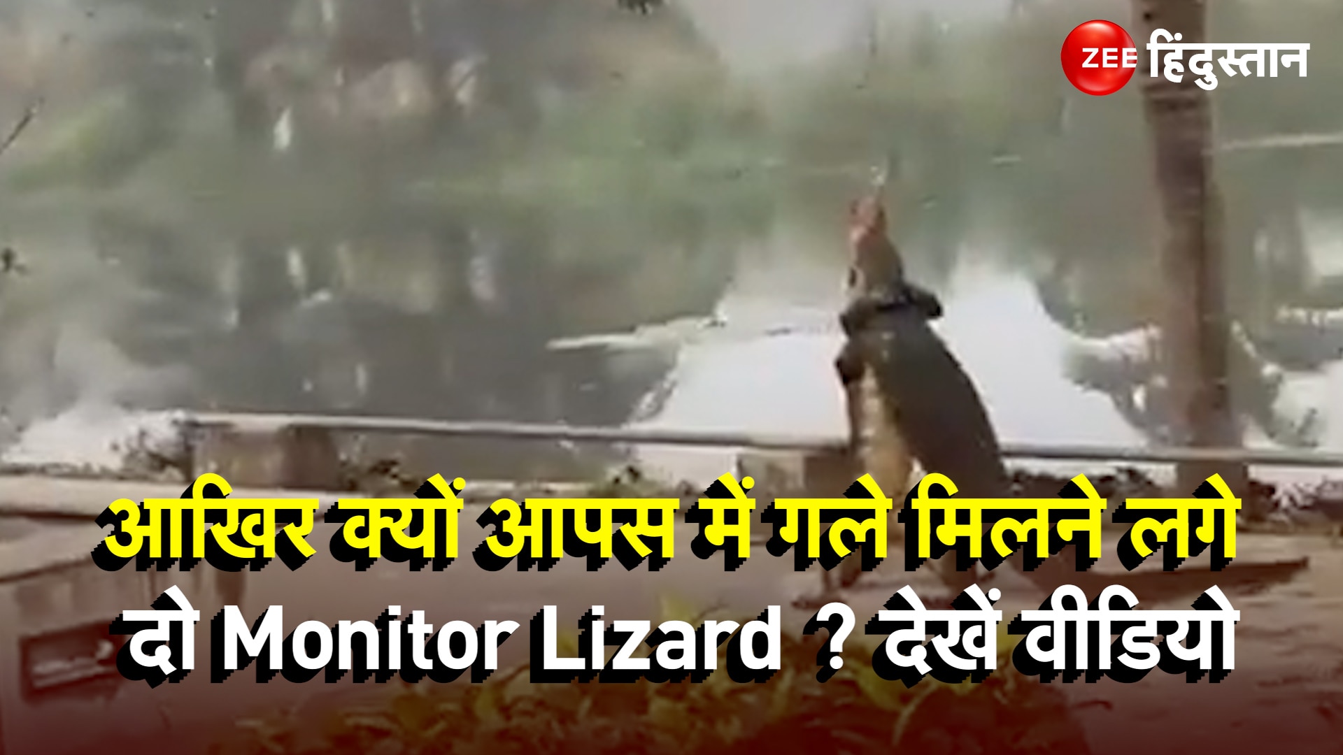Why two monitor lizards started hugging each other ? आखिर क्यों आपस
