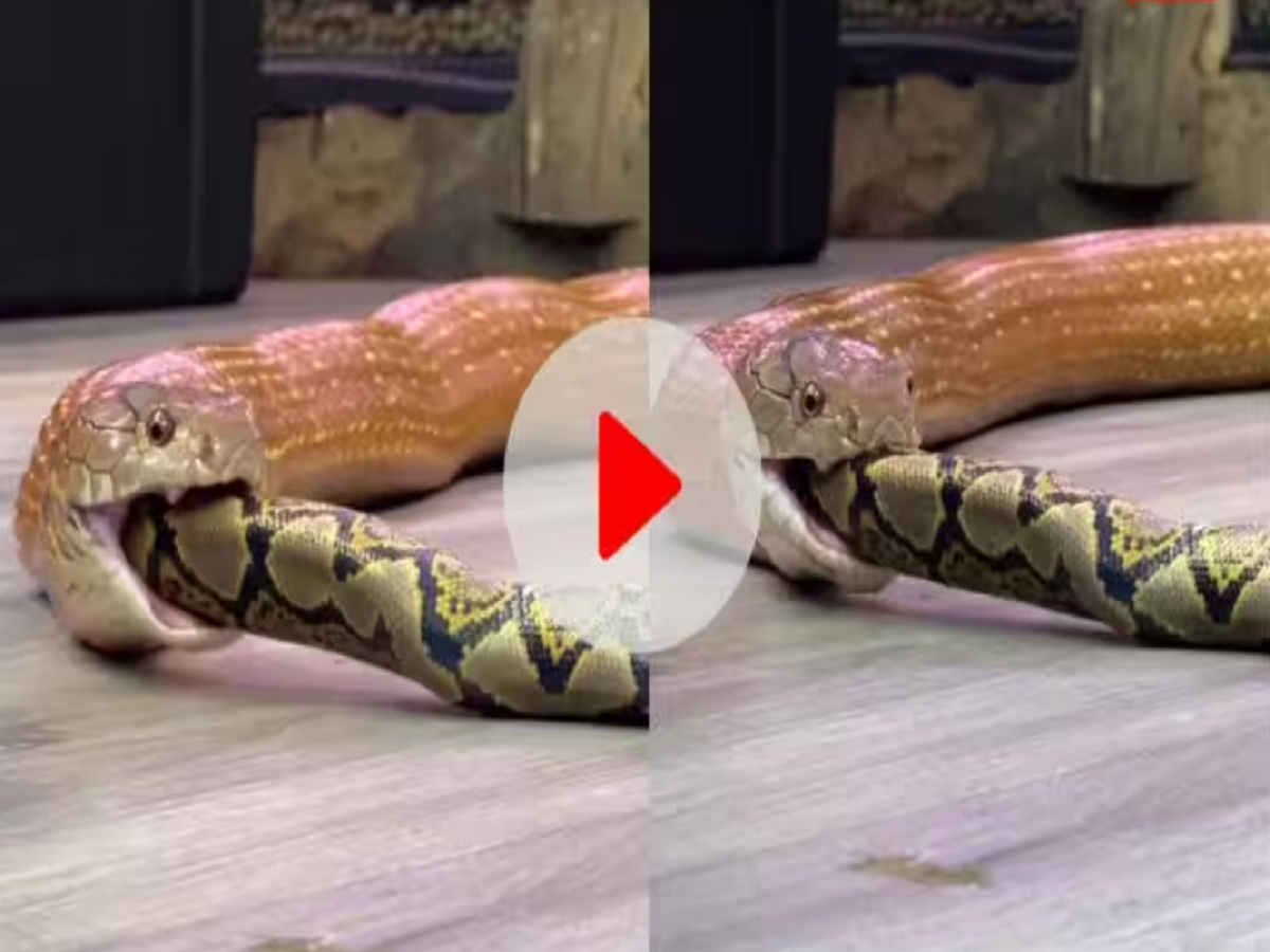 Python was swallowed by Python only; the soul will tremble after ...