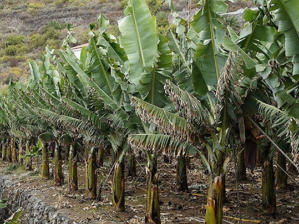 Organic fertilizer is prepared from banana stem at this place in Bihar