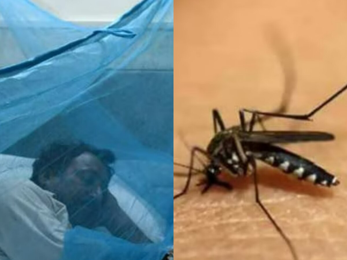 नोएडा: डेंगू के मरीजों में बड़ा इजाफा, जानें इस बीमारी के लक्षण, इलाज और बचाव के तरीके