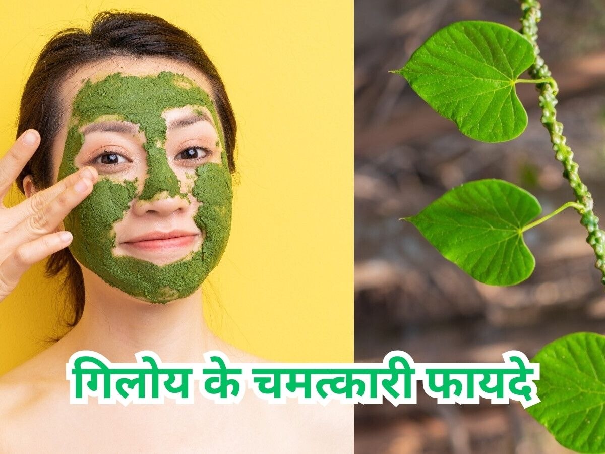 Giloy Benefits: स्वस्थ शरीर के साथ चमकदार स्किन देता है ये हरा पत्ता, इस तरह करें इस्तेमाल