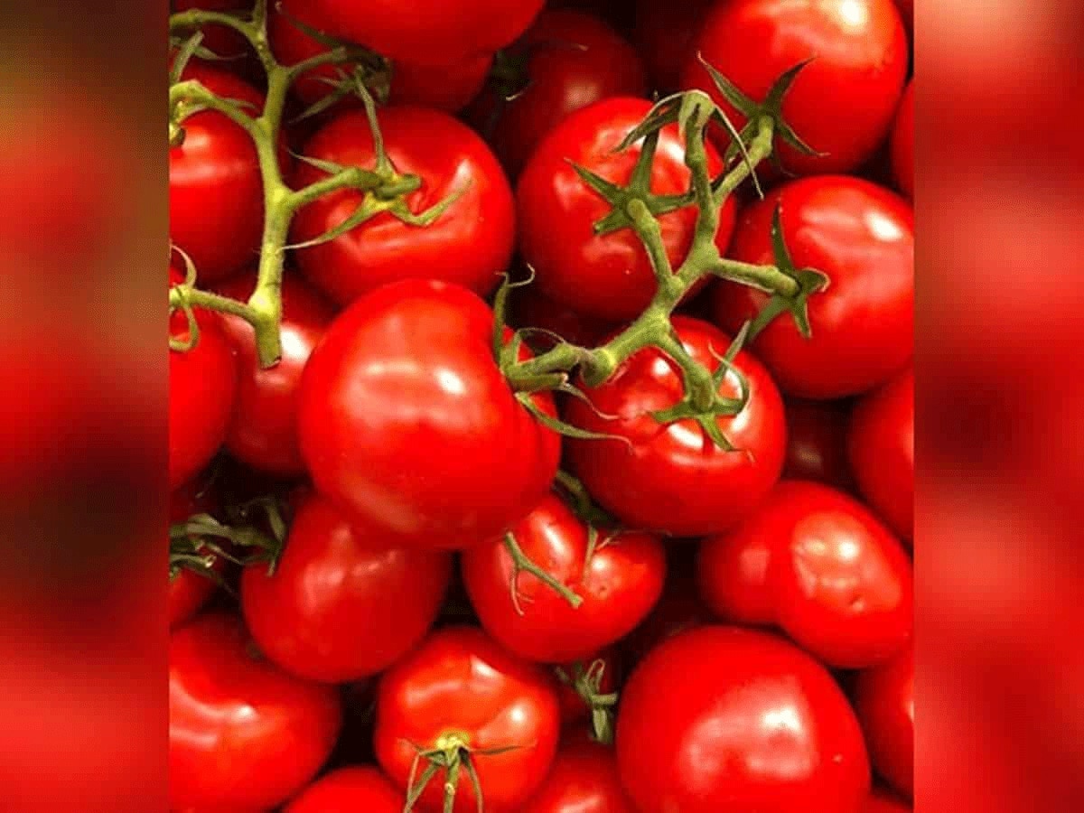 Tomato Price: टमाटर और सब्जियों के दामों में आई गिरावट, जानें अपने शहर के दाम