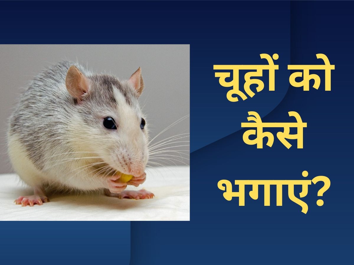 Rats Control: चूहों ने कर रखा है नाक में दम, जानिए इन बिन बुलाए मेहमान को भगाने की निंजा टेक्निक 