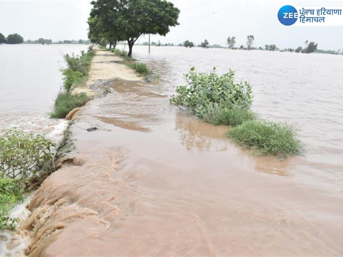 Punjab Flood News Live Updates: ਪੰਜਾਬ ਦੇ ਕਈ ਜ਼ਿਲ੍ਹਿਆਂ 'ਚ ਹੜ੍ਹ ਵਰਗੇ ਹਾਲਾਤ! ਵੱਧ ਰਿਹਾ ਪਾਣੀ ਦਾ ਪੱਧਰ, ਘਰ ਢਹਿਣ ਕਰਕੇ ਪਰਿਵਾਰ ਹੋ ਰਹੇ ਬੇਘਰ 