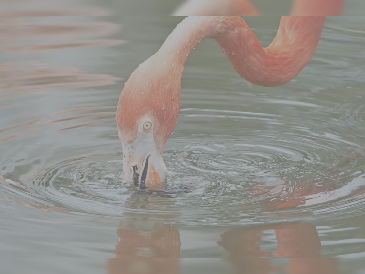 Quiz: वो कौनसा पक्षी है जो उबला हुआ पानी पी सकता है?