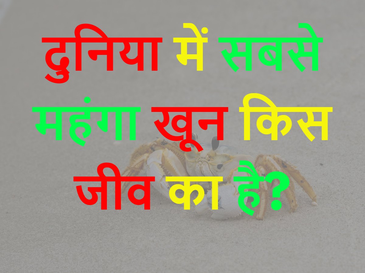 GK Quiz Puzzle Which Animal Has The Most Expensive Blood In The World GK Quiz Puzzle Which Animal Has The Most Expensive Blood In The World