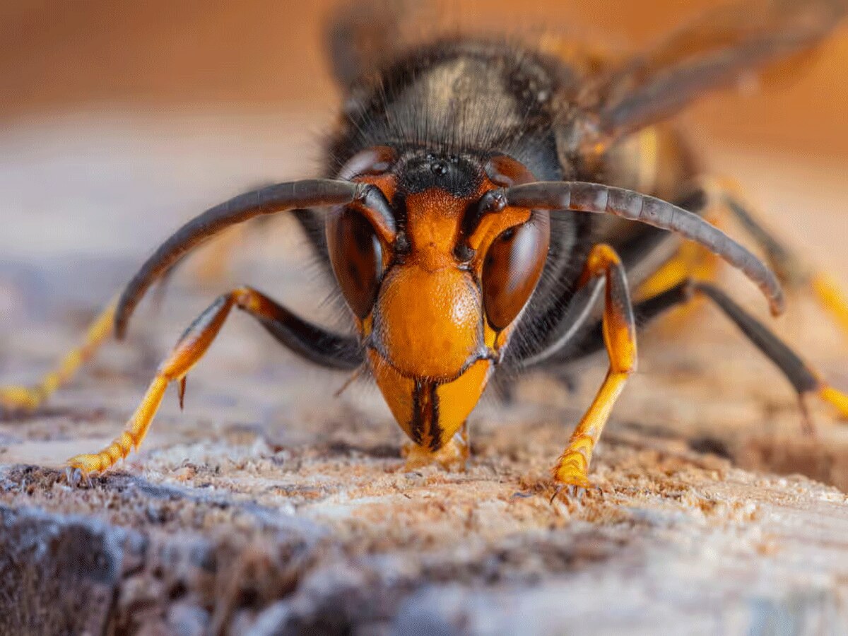 Environment News: खेतों में दिखा मधुमक्खियों का काम तमाम करने वाला कीड़ा, मंडराया बड़ा खतरा; चेतावनी जारी