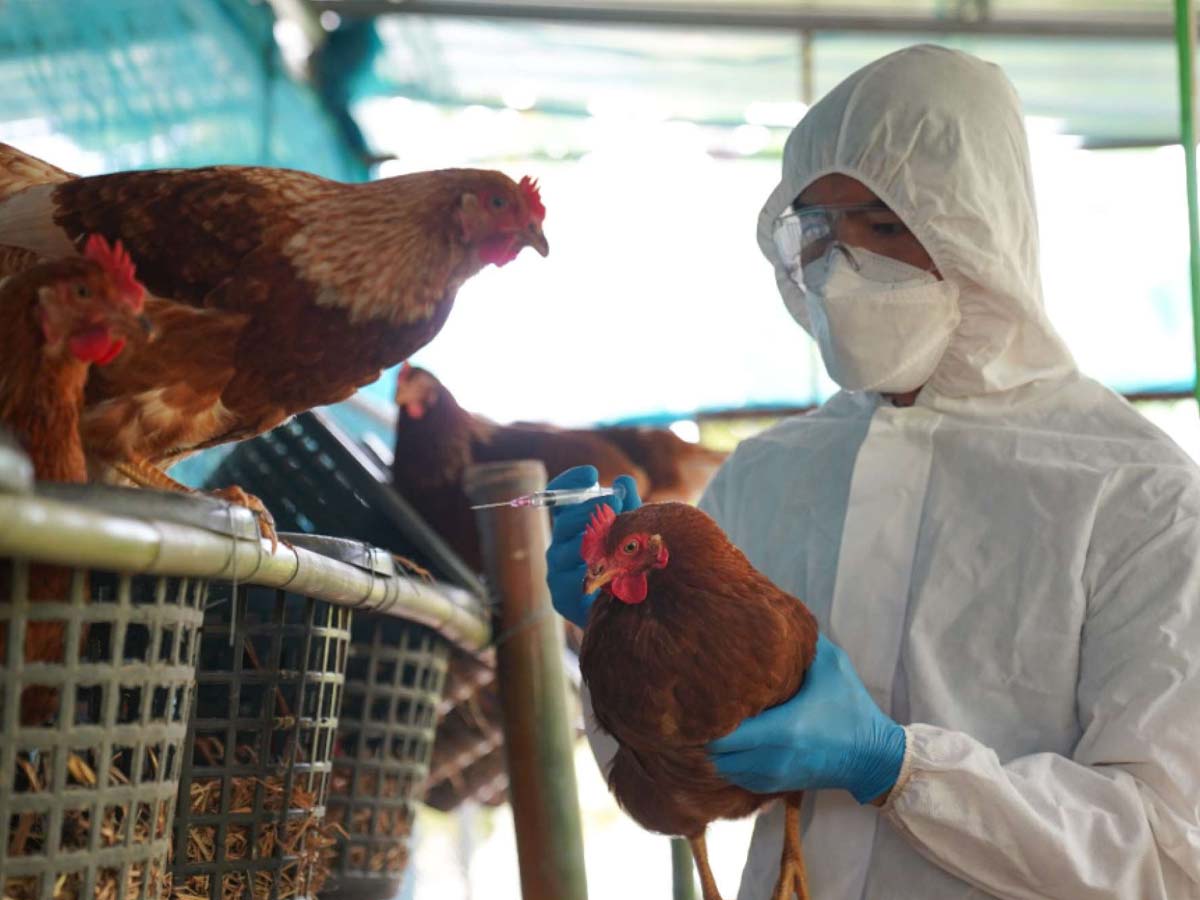 Bird Flu In Jharkhand Know Its Symptoms Signs And Treatment Bird Flu