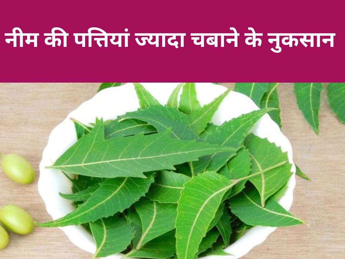 What are the Side Effects of Chewing too much neem leaves Allergy