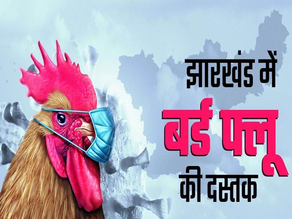 Bird flu in jharkhand Chicken eaters beware Confirmation of bird flu in