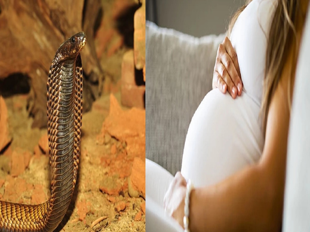 Learn why poisonous snakes do not bite pregnant women you will be