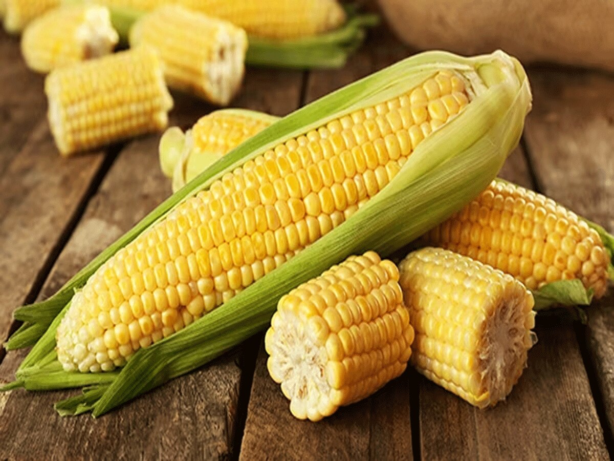 corn benefits each grain corn no less than medicine know the benefits its consumption Corn