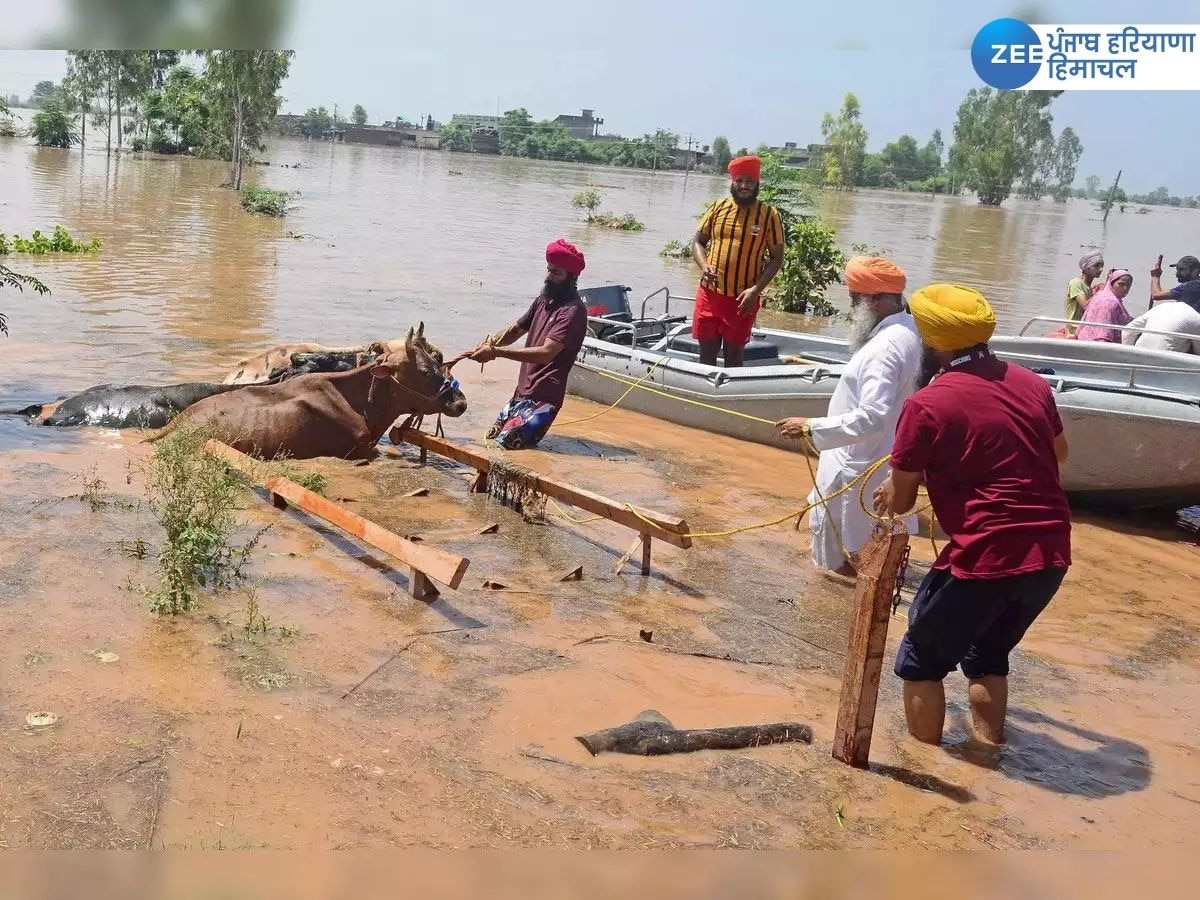 Punjab Flood News: ਮੁੜ ਤਬਾਹੀ ਦਾ ਮੰਜ਼ਰ! ਪੰਜਾਬ 'ਚ ਫਿਰੋਜ਼ਪੁਰ-ਫਾਜ਼ਿਲਕਾ ਦੇ 74 ਪਿੰਡ ਹੜ੍ਹ ਨਾਲ ਹੋਏ ਪ੍ਰਭਾਵਿਤ