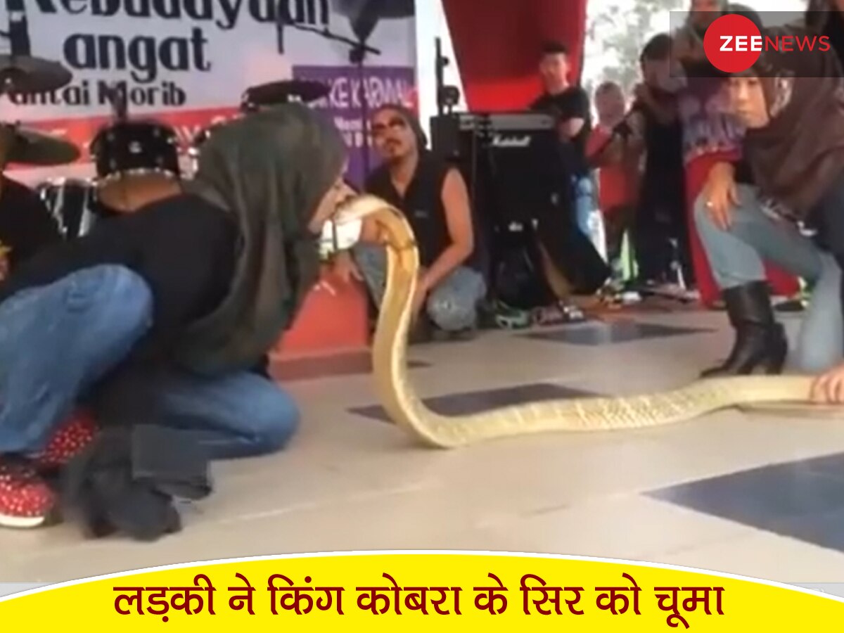 लड़की ने पहले King Cobra को गुस्सा दिलाया, फिर उसके सिर पर चूमा; देखें रोंगटे खड़े कर देने वाला Video