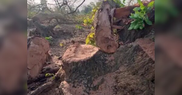 Forest department big action on builder IN nava raipur after cutting 17 ...