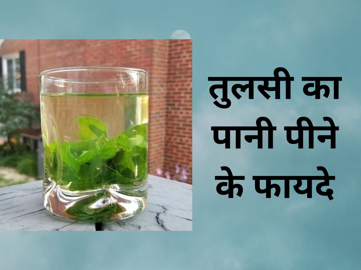 What are the Health Benefits Of Holy Basil Water Tulsi Ka Paani Peene