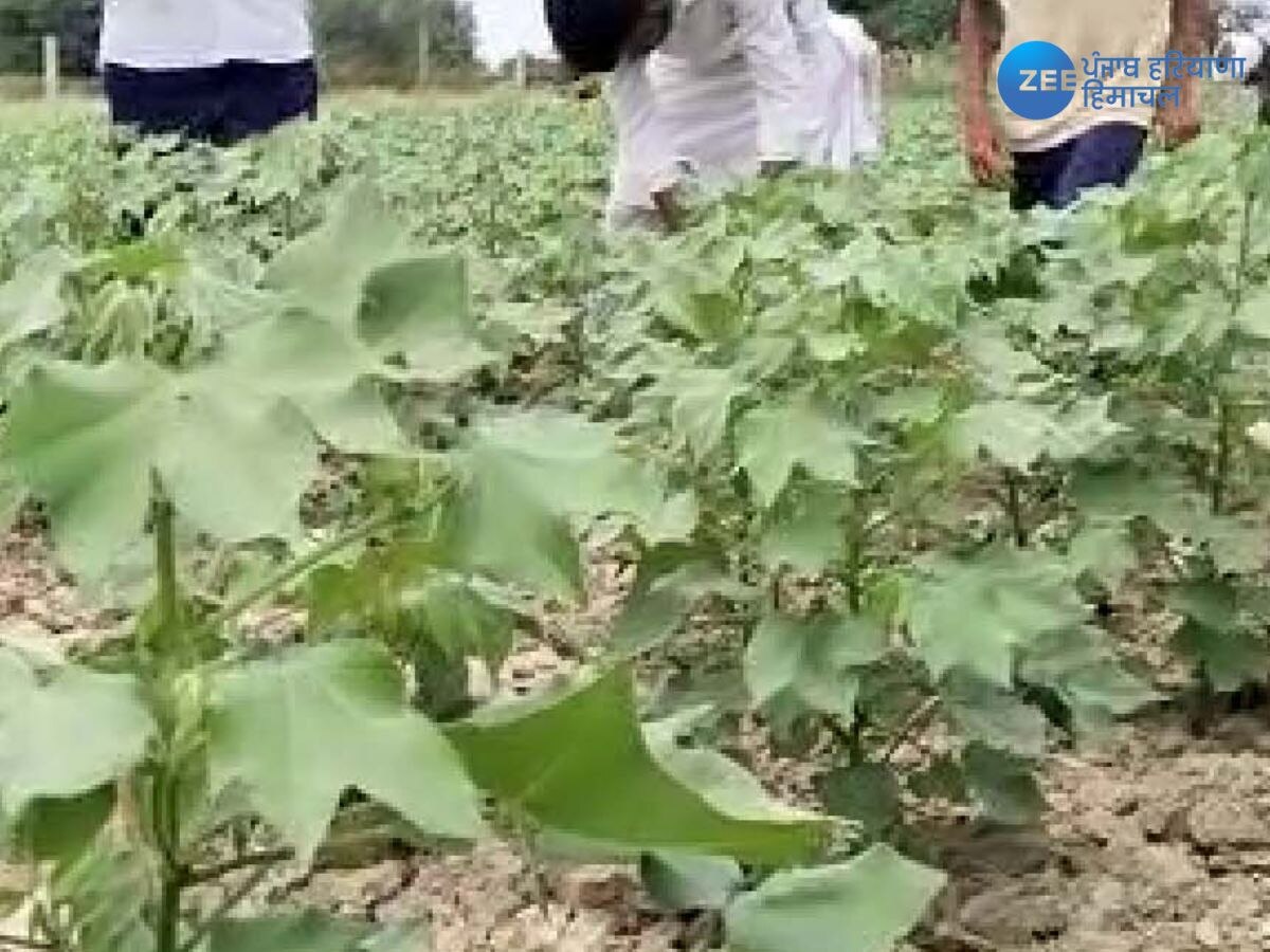 Agriculture News: ਗੁਲਾਬੀ ਸੁੰਡੀ ਦੇ ਹਮਲੇ ਪਿਛੋਂ ਖੇਤੀ ਵਿਭਾਗ ਦੇ ਸੀਨੀਅਰ ਅਧਿਕਾਰੀਆਂ ਨੂੰ ਨਰਮਾ ਪੱਟੀ 'ਚ ਰਹਿਣ ਦੇ ਆਦੇਸ਼; ਛੁੱਟੀਆਂ ਰੱਦ