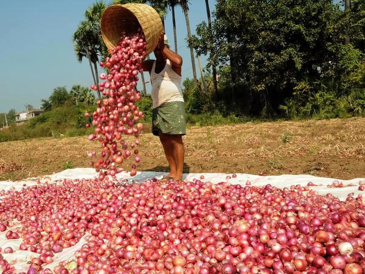 Onion prices: प्याज की बढ़ती कीमतों पर अब लगेगा ब्रेक, सरकार के इस कदम से जनता के खिले चेहरे