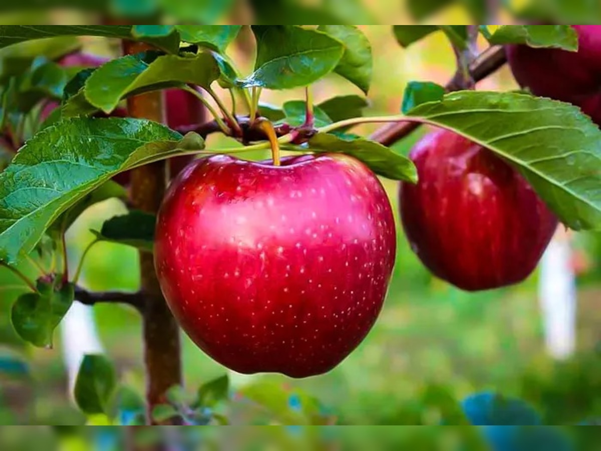 apple-eating-disadvantage-benefits-these-health-issue-will-rise-after