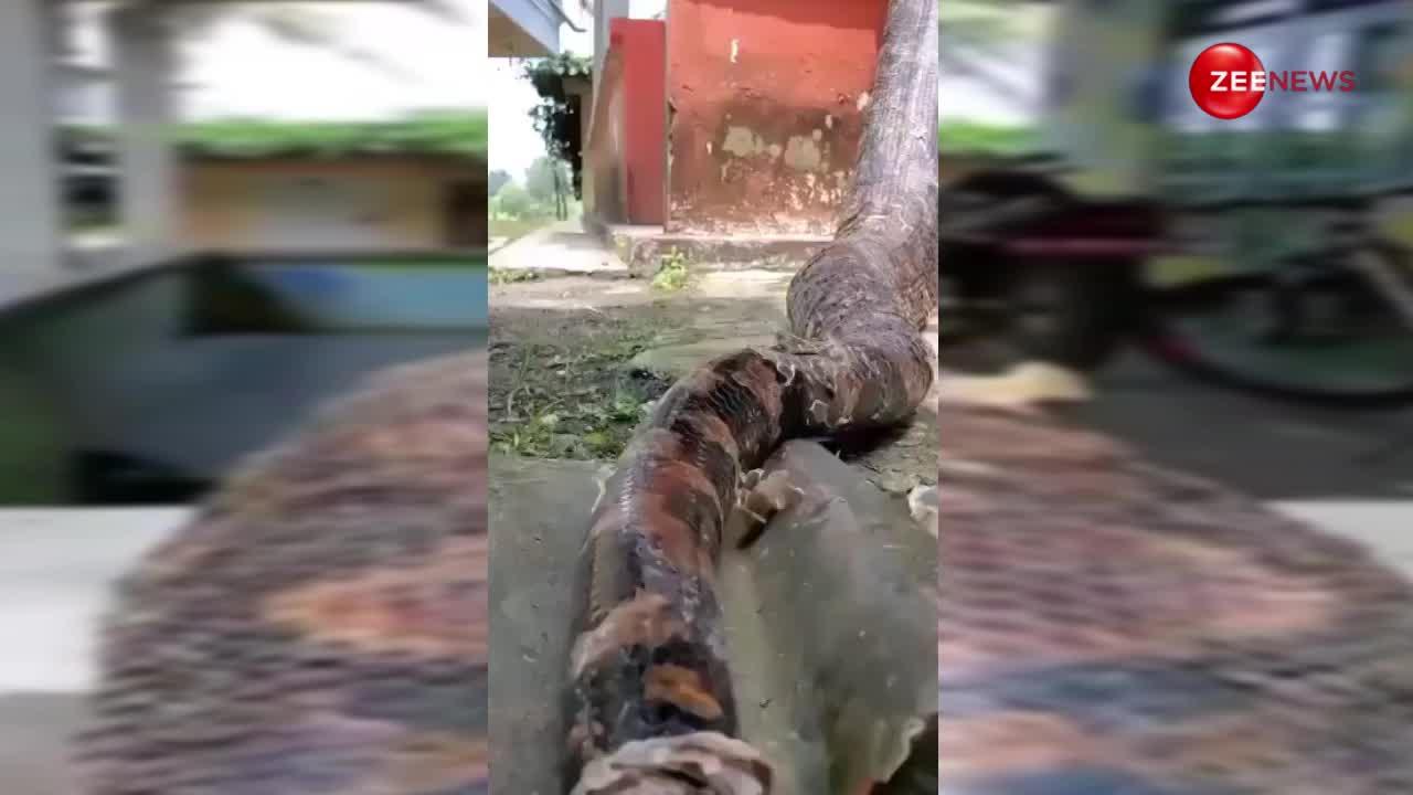 reticulated pythons are the world biggest snake can put to death in a ...