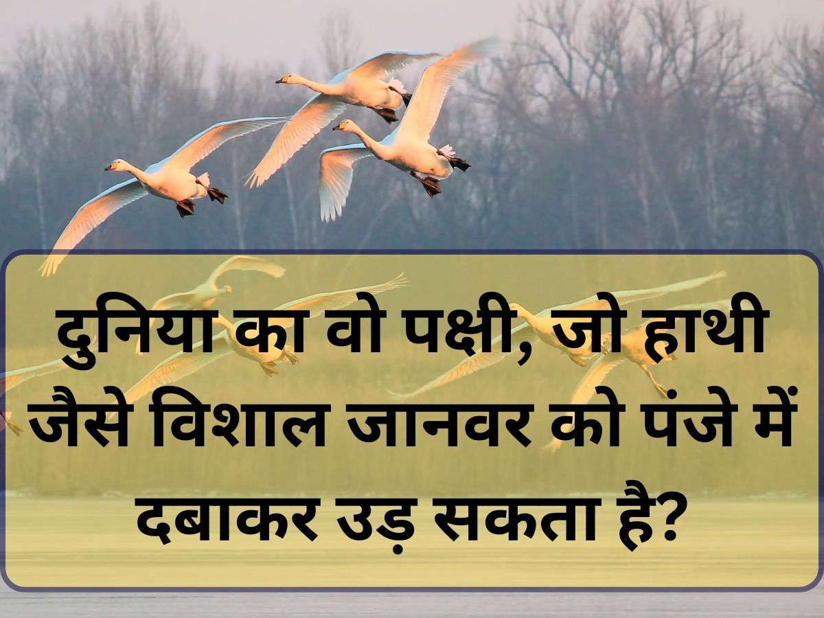 GK Quiz Bird In World Which Used To Fly By Holding Huge Animal Like An ...