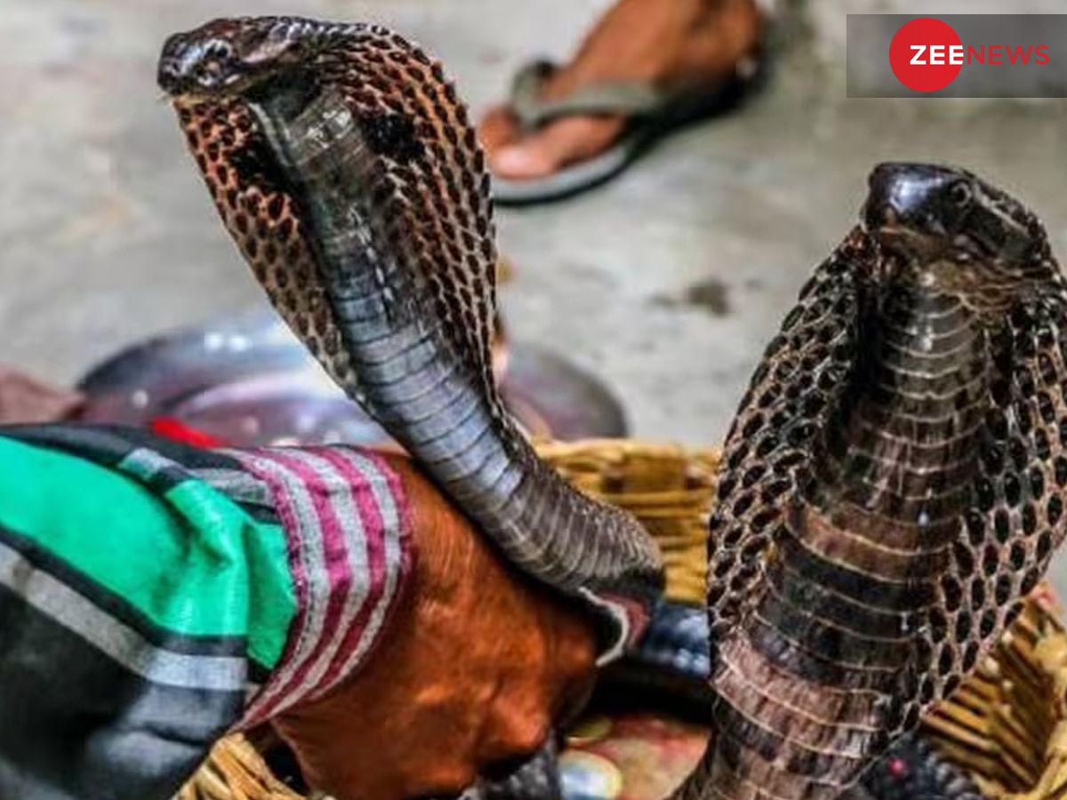 Nag Panchami: If you kill a nag nagin will comes to take revenge know ...