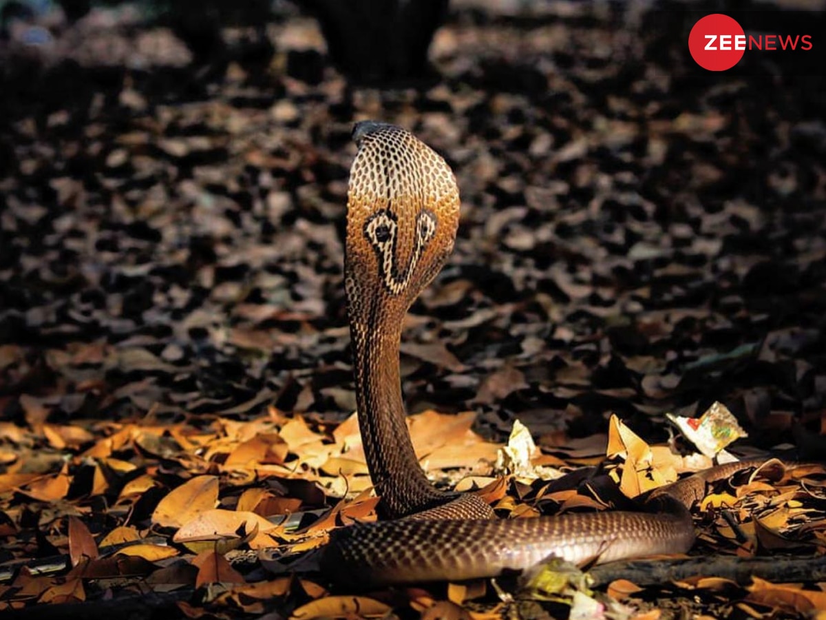 Nag Panchami: If you kill a nag nagin will comes to take revenge know the truth | Nag Panchami: नाग को मारा तो नागिन लेने आती है बदला! क्या है इसके पीछे