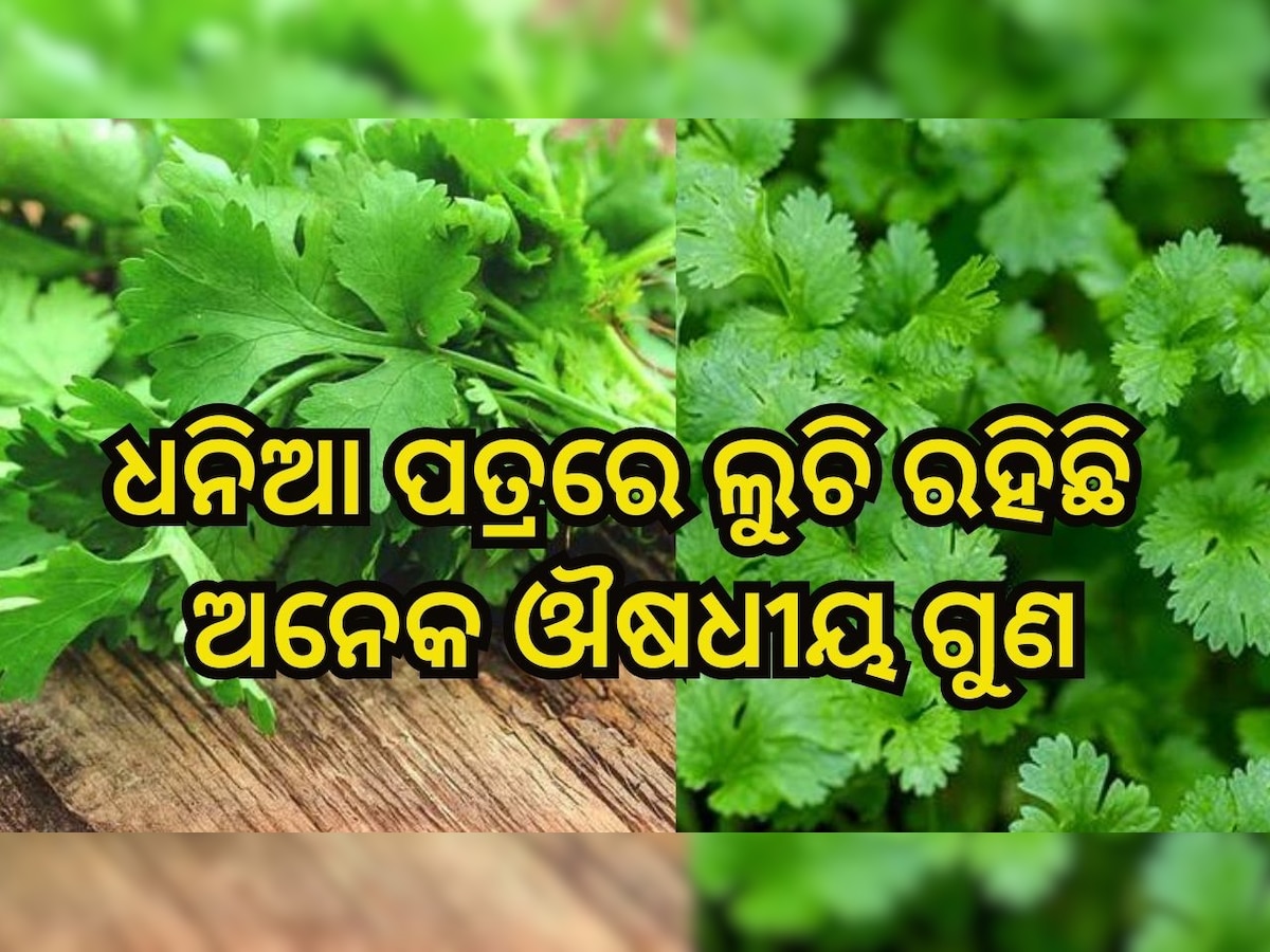 Healthy Tips: ଖାଲି ପେଟରେ ଖାଆନ୍ତୁ ଧନିଆ ପତ୍ର, ସୁଗାର, ଡାଇବେଟିସ୍ ଭଳି ବଡ଼ ବଡ଼ ରୋଗ କରିବ କଣ୍ଟ୍ରୋଲ 