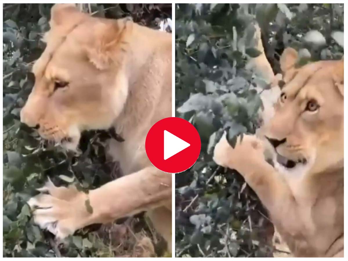 Video: पेड़ की पत्तियां खाता दिखा शेर, एक्सपर्ट ने बताया ऐसा क्यों करते हैं शेर? Video: पेड़ की पत्तियां खाता दिखा शेर, एक्सपर्ट ने बताया ऐसा क्यों करते हैं शेर?